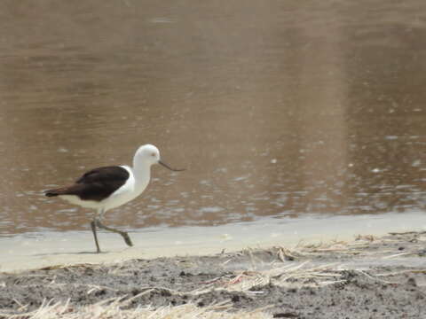 Image of Andean Avocet