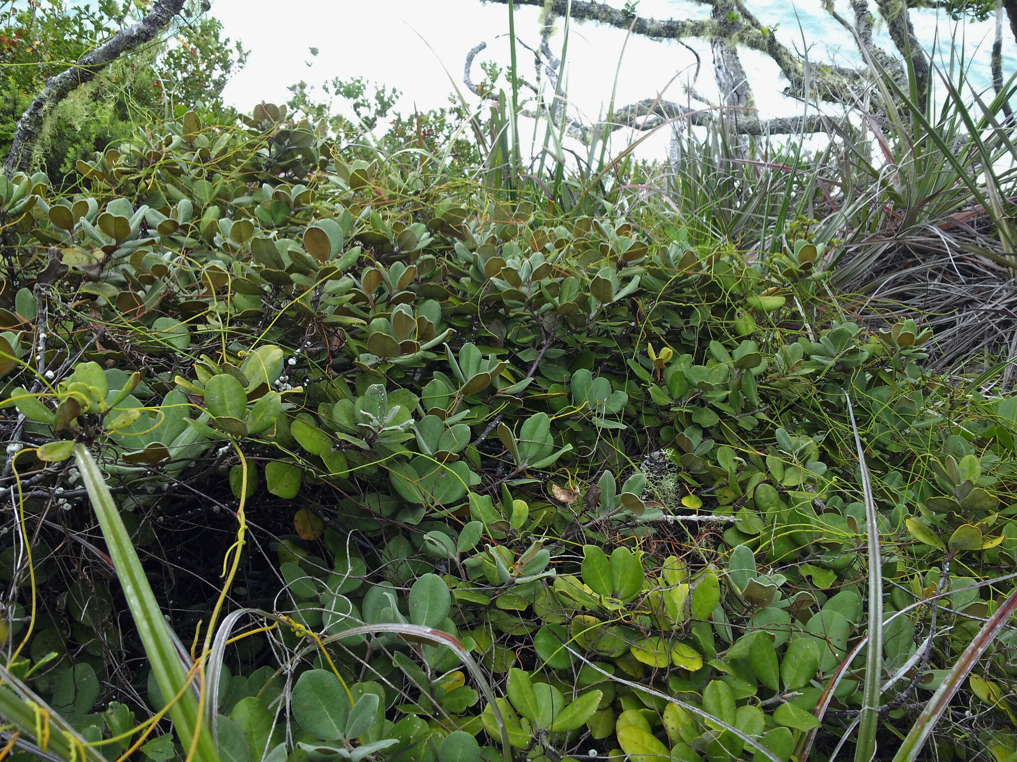 Pittosporum serpentinum (de Lange) de Lange的圖片