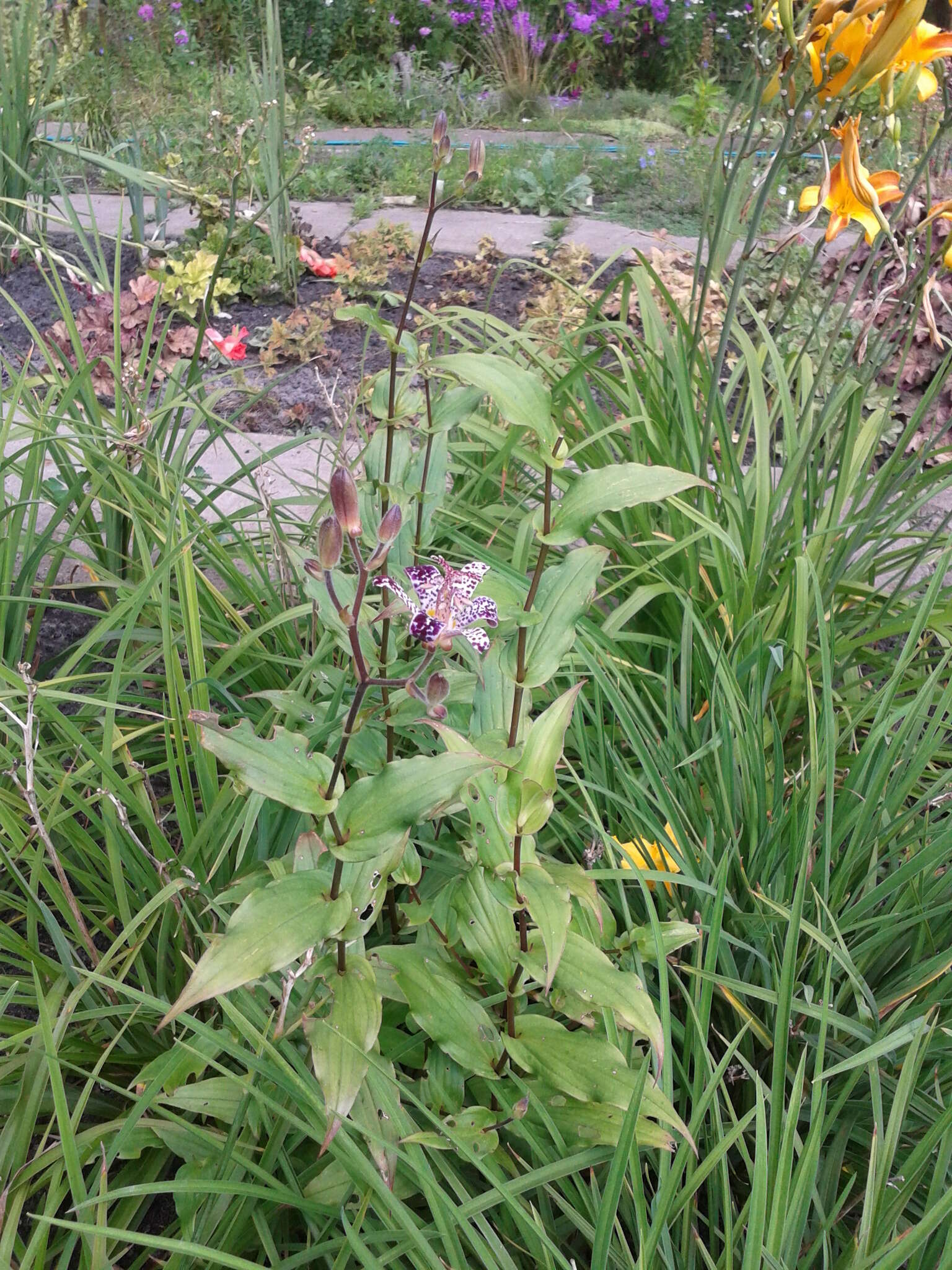 Image of toad lily