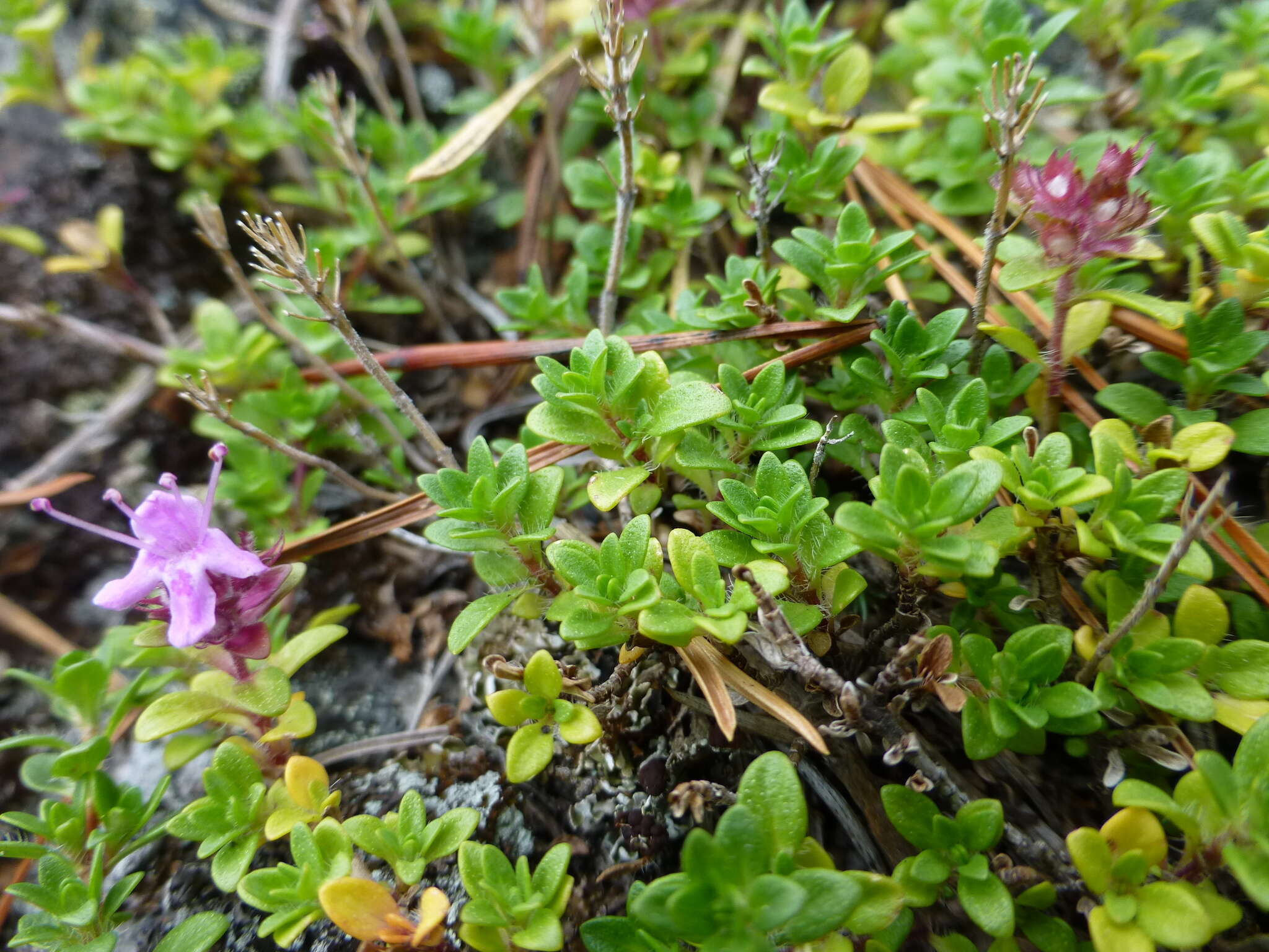 Image of Thymus glabricaulis