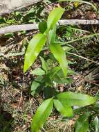 Image de Notelaea longifolia Vent.