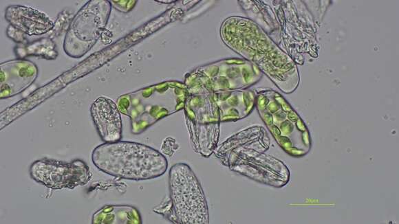 Pseudoidium hardenbergiae (Boesew.) U. Braun & R. T. A. Cook 2012的圖片