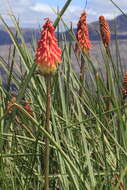 Kniphofia uvaria (L.) Oken resmi