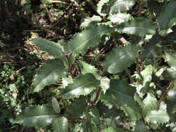 Imagem de Olearia macrodonta Baker