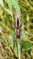 Image of Dotted Wolf Spider