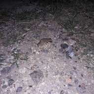 Image of Plateau toad