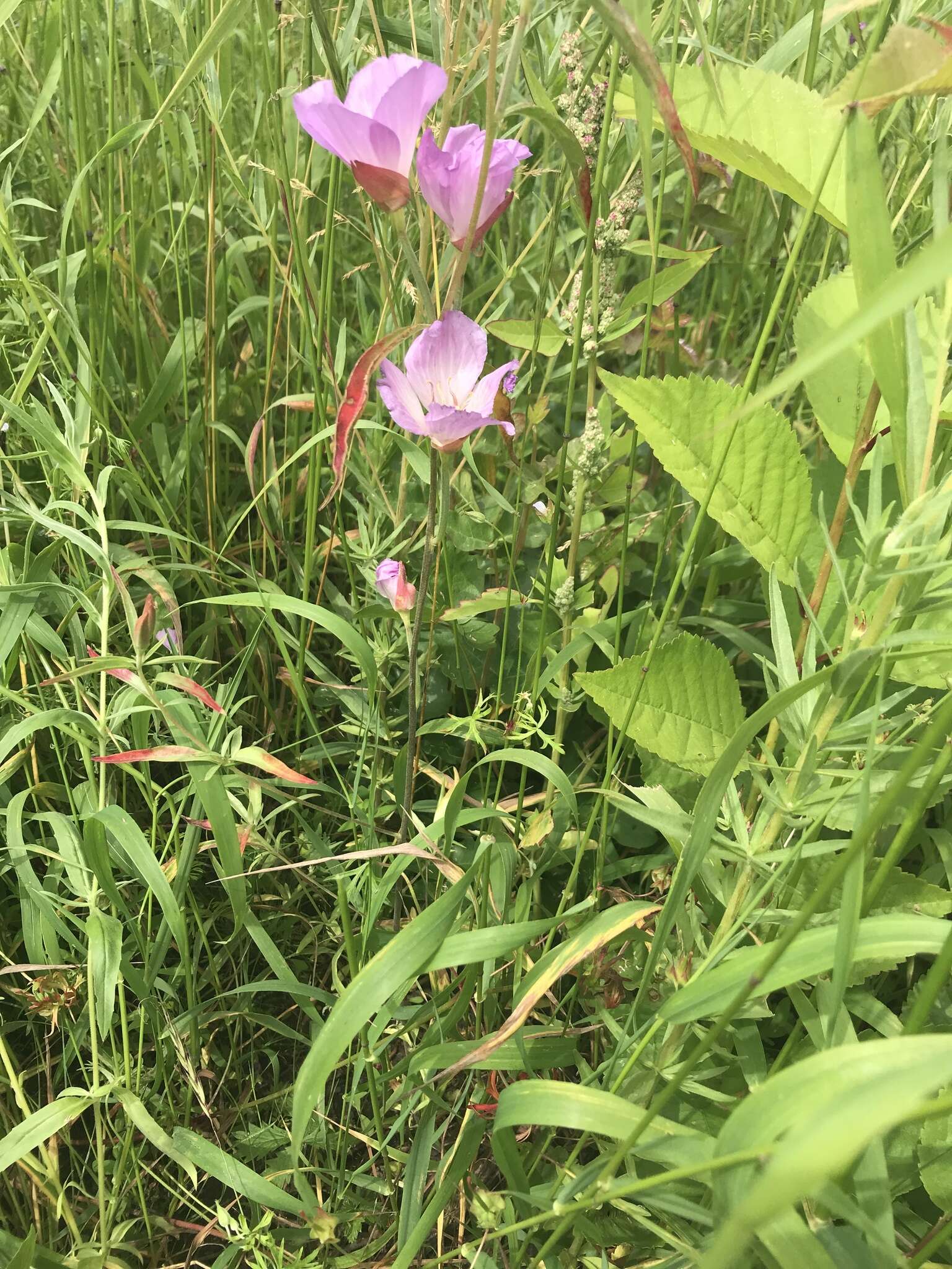 Image de Clarkia amoena subsp. lindleyi (Dougl.) F. H. Lewis & M. E. Lewis