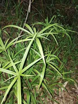 Image of Cyperus albostriatus Schrad.