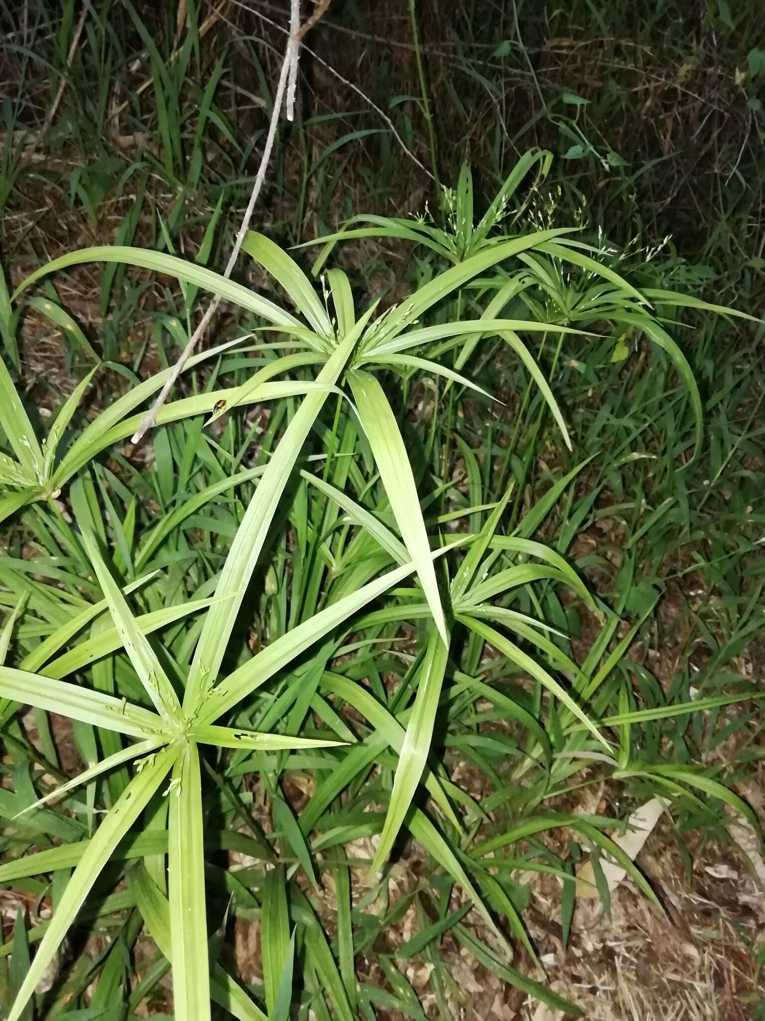 Imagem de Cyperus albostriatus Schrad.