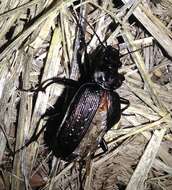 Calosoma (Castrida) sayi Dejean 1826的圖片