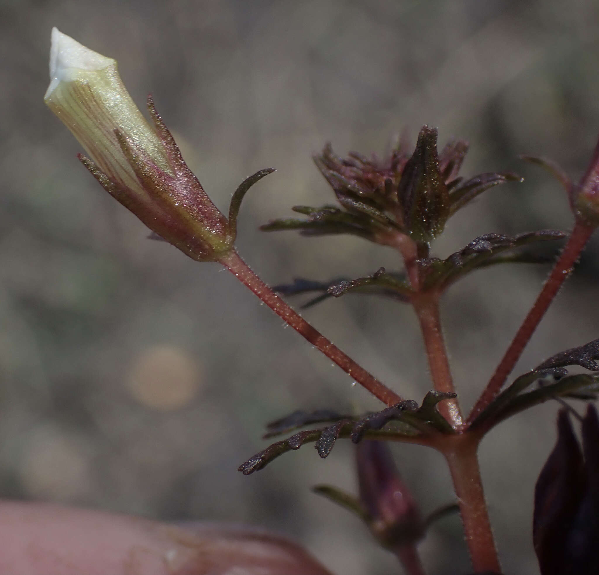 Image of Limnophila ceratophylloides (Hiern) Skan