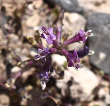 Image of Minthorn's milkvetch