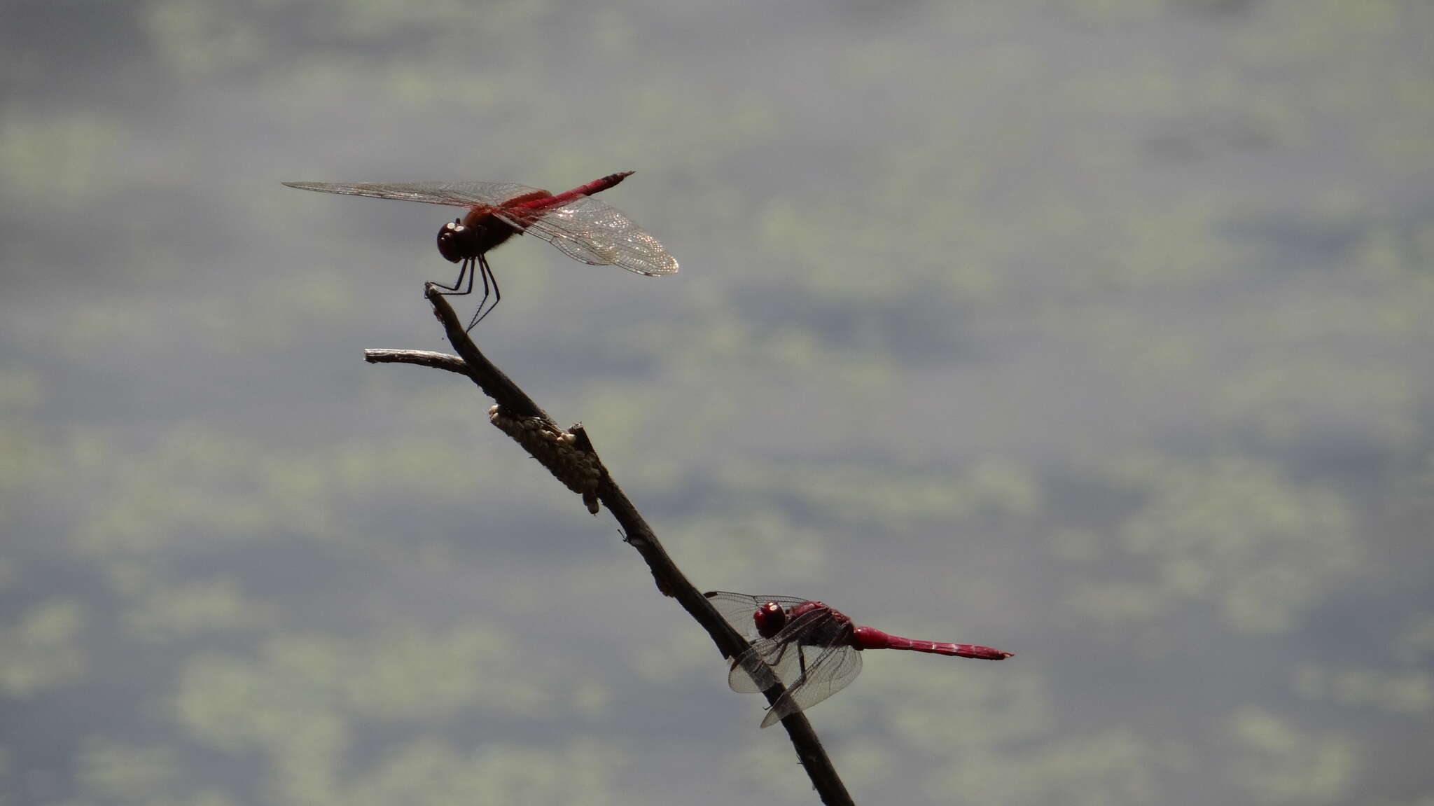 Tramea abdominalis (Rambur 1842) resmi