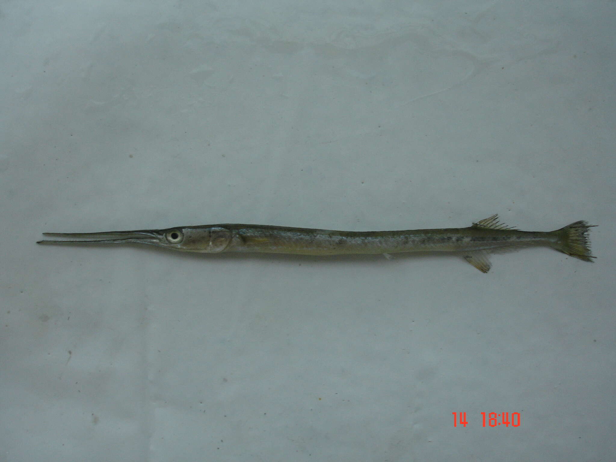 Image of Shoulderspot needlefish