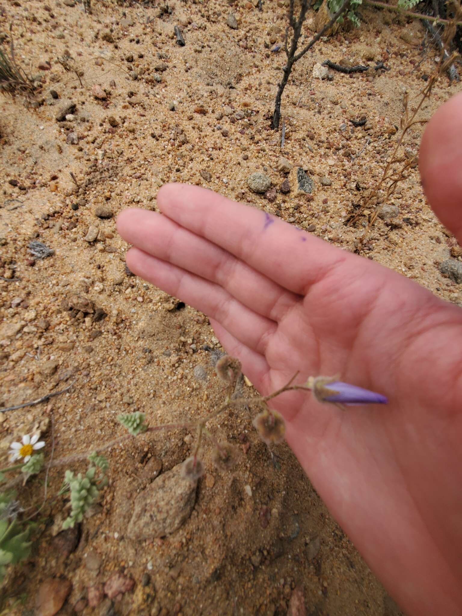 Image of Cristaria glaucophylla Cav.