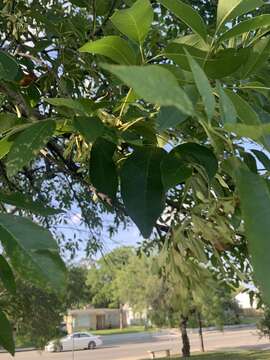 Image of Mexican Ash