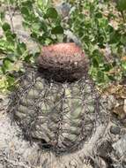 Image of Melocactus peruvianus Vaupel