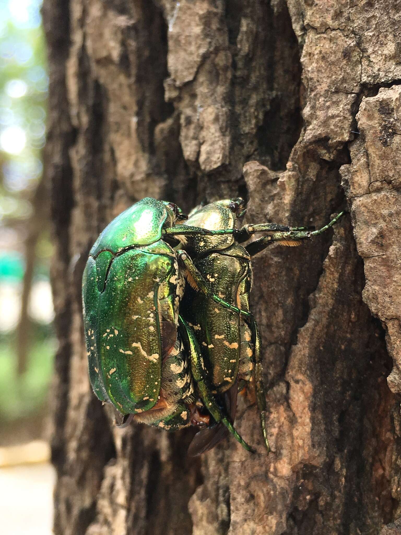 Image of Scarab beetle