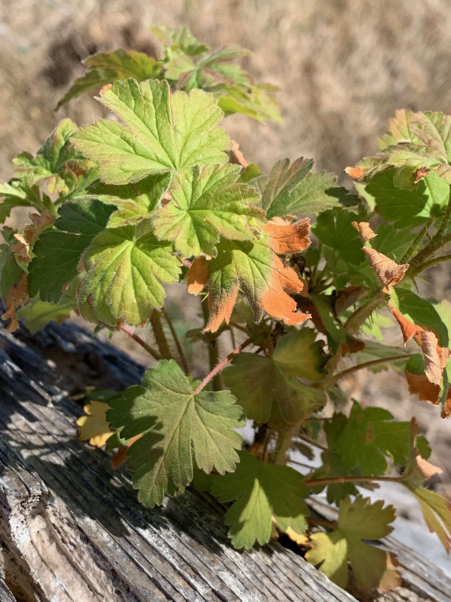 Image of spreading gooseberry