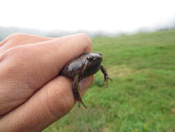 Image of Barber's Sheep Frog