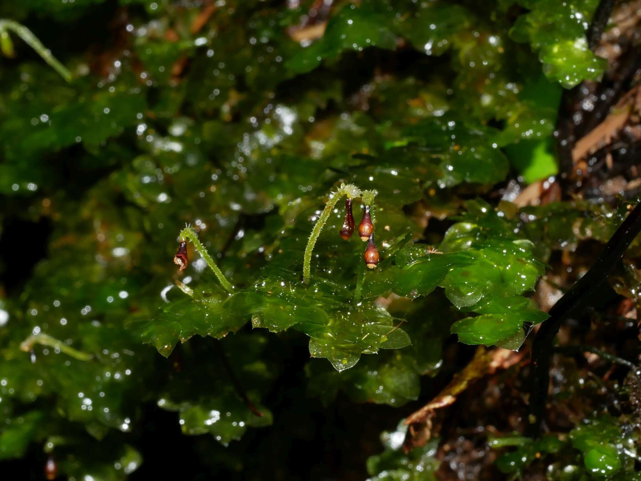 Image of Calyptrochaeta cristata Desvaux 1825