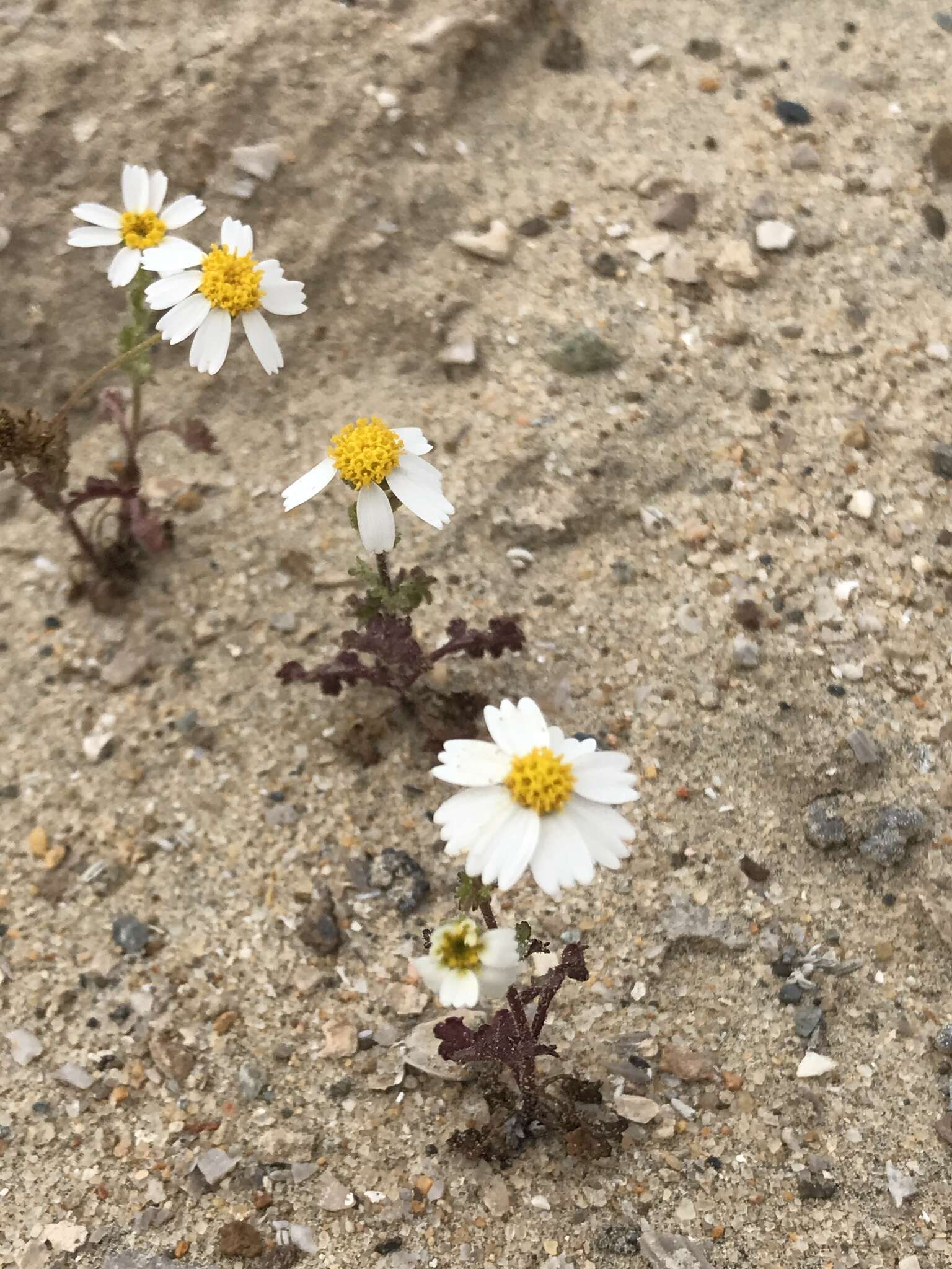 Image of Amauria brandegeeana (Rose) Rydb.