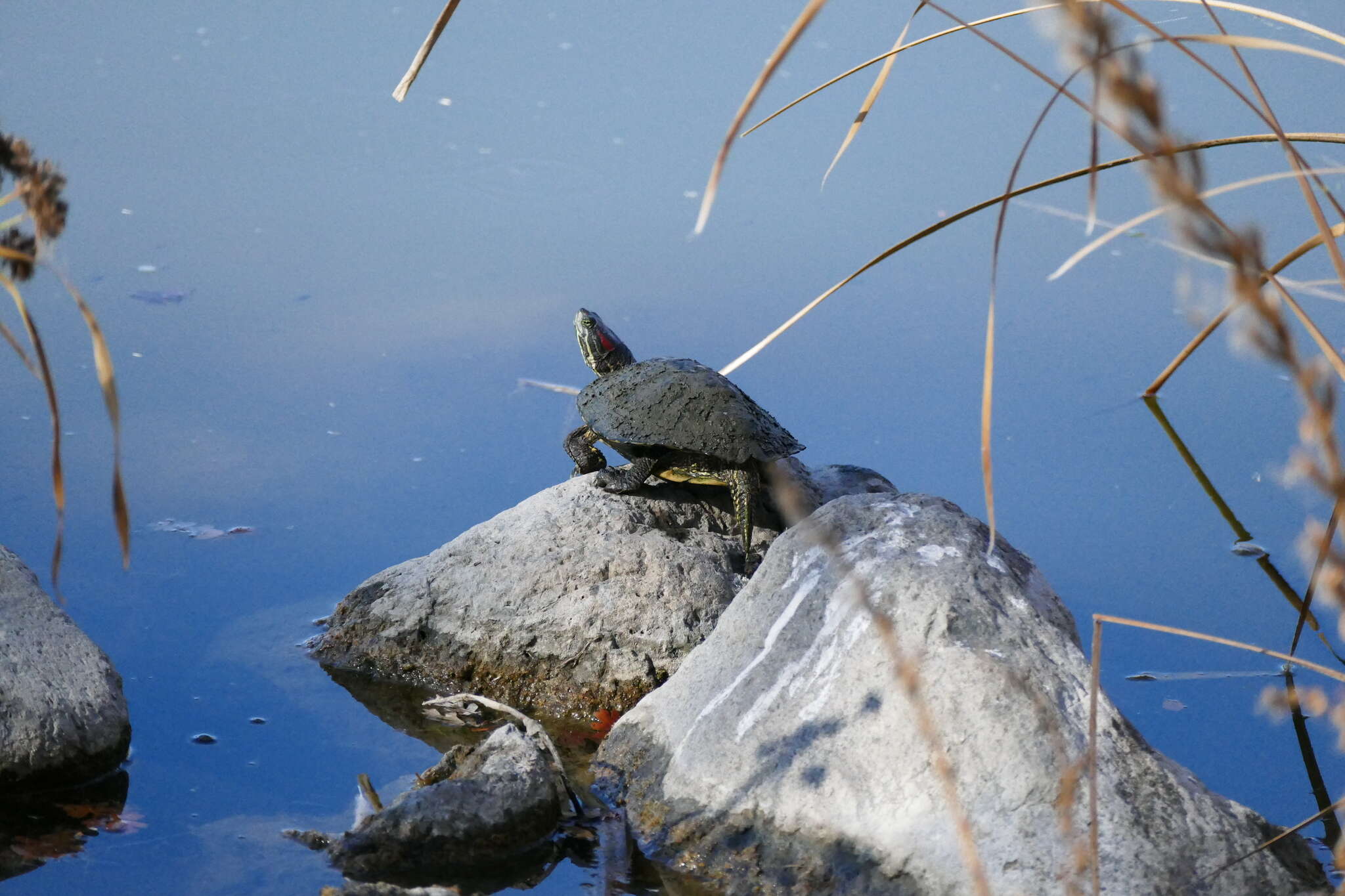 Image of slider turtle, red-eared terrapin, red-eared slider