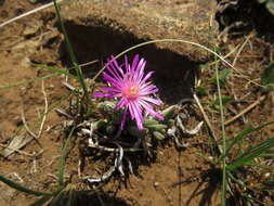 صورة Delosperma basuticum L. Bol.