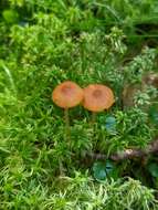 Image of Galerina hybrida Kühner 1935