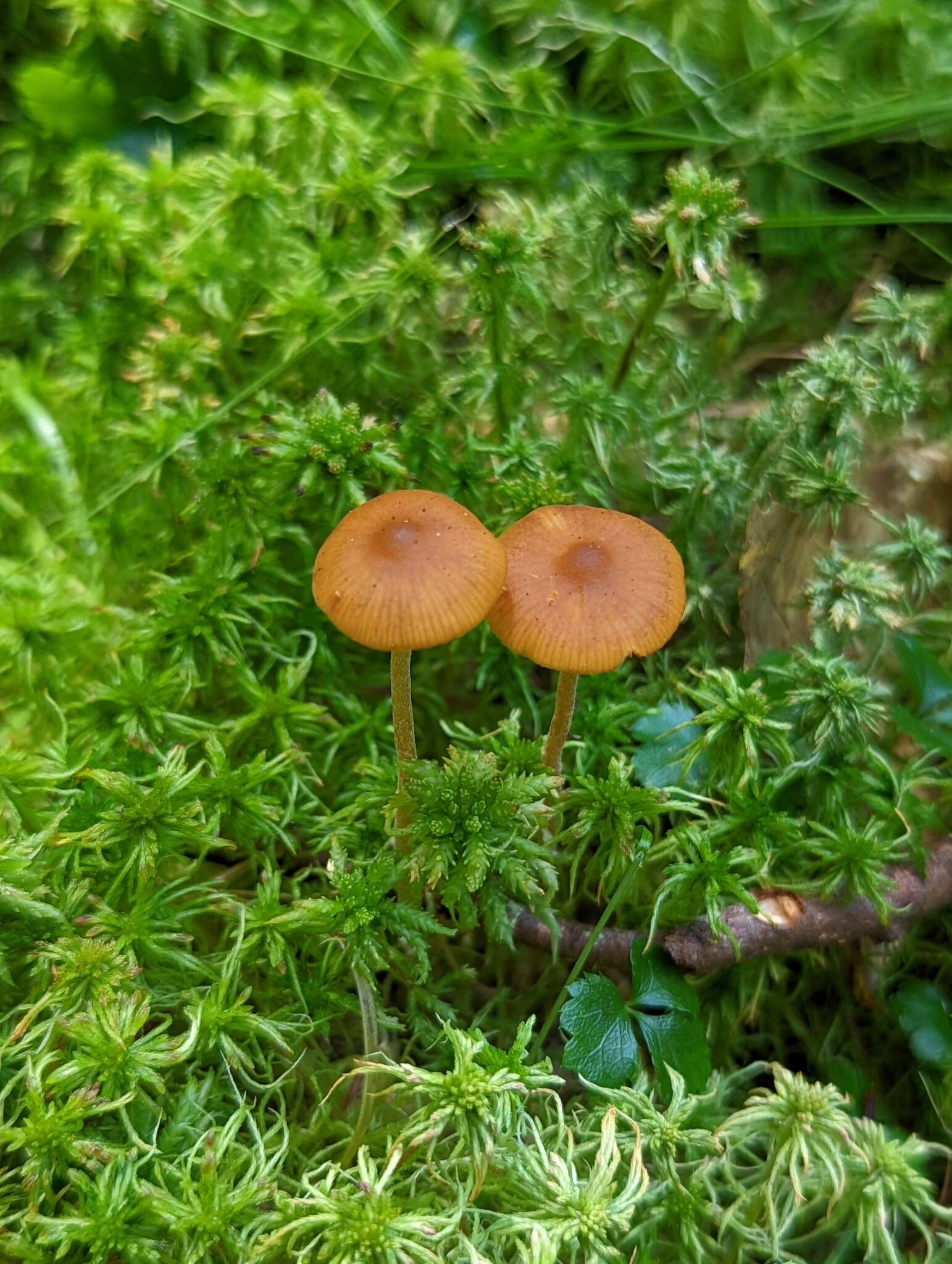 Image of Galerina hybrida Kühner 1935