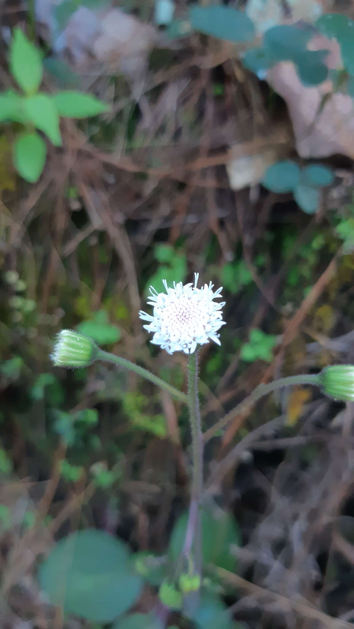 Imagem de Ageratina bellidifolia (Benth.) R. King & H. Rob.