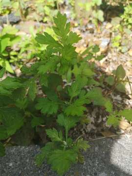 Image of Japanese mugwort