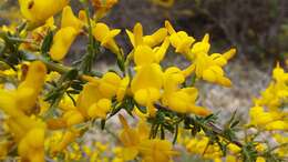 Image of Genista triacanthos Brot.