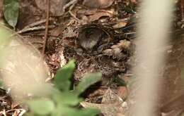 Image of Collared Nightjar