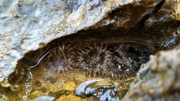 Image of Anthopleura dixoniana (Haddon & Shackleton 1893)