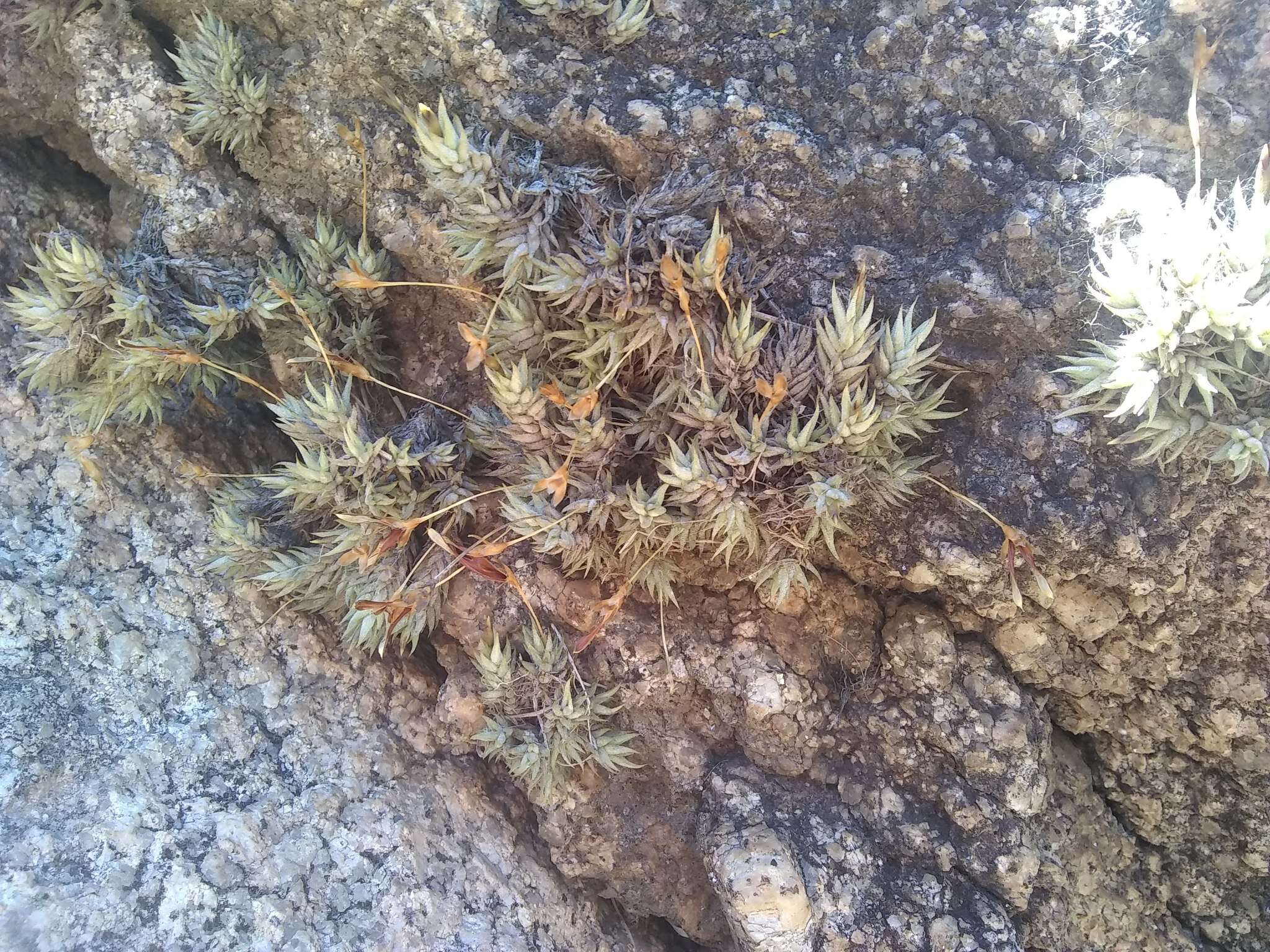 Image of Tillandsia aizoides Mez