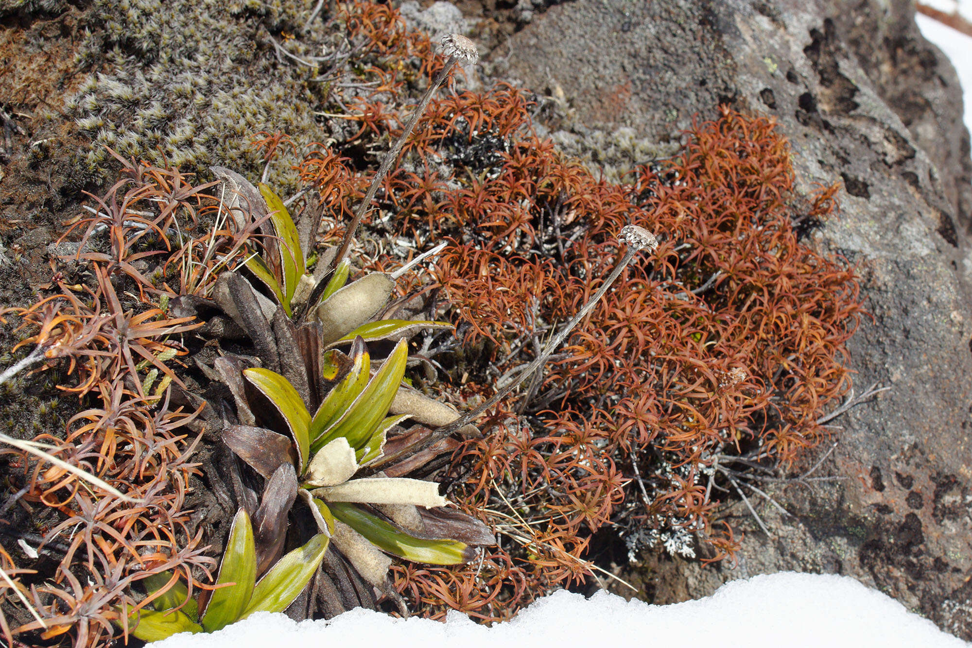 Image of Celmisia spectabilis subsp. spectabilis