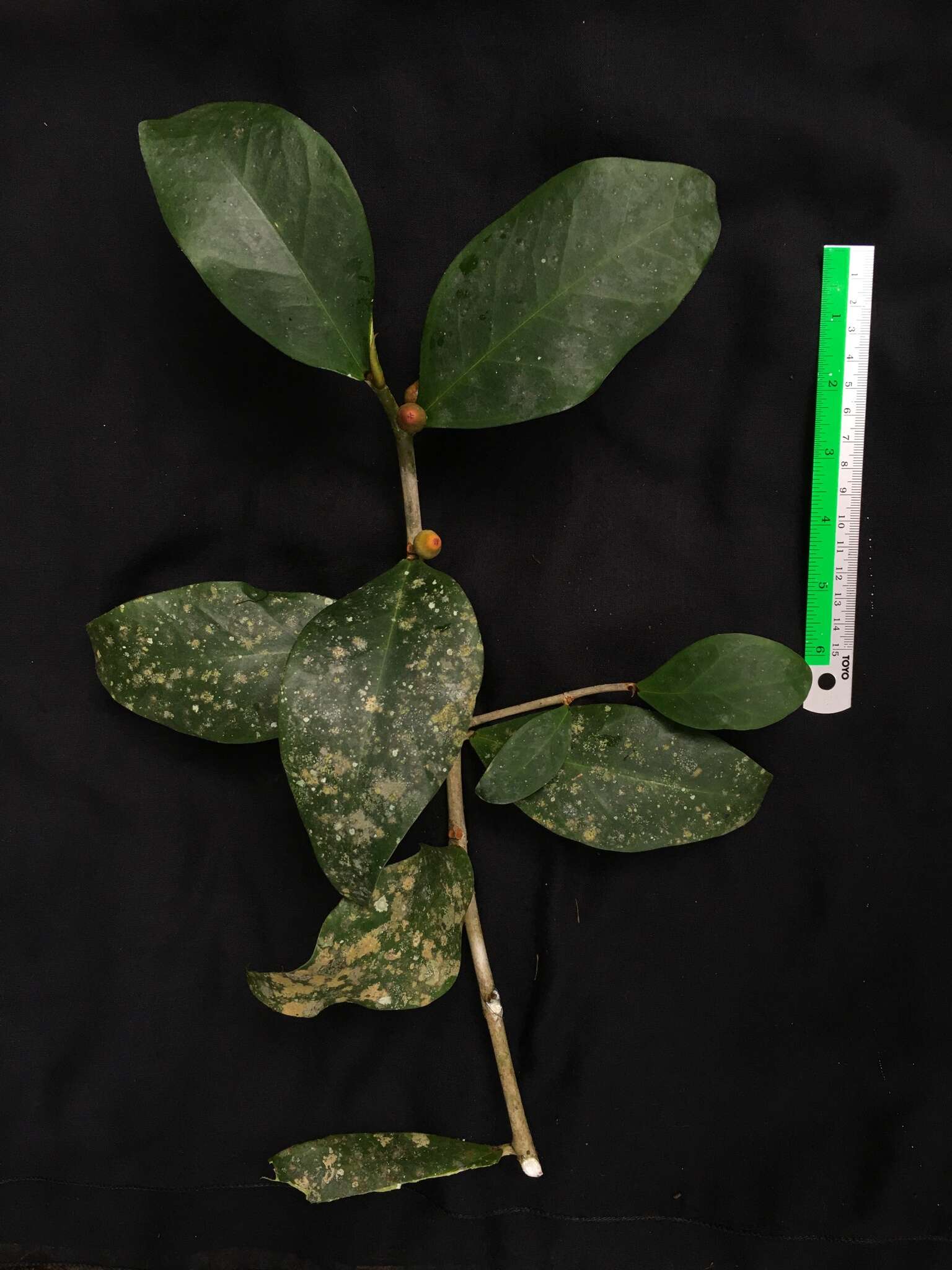 Image of oakleaf fig