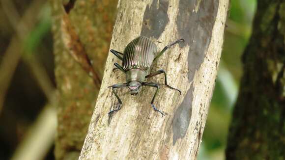 Image of Andocamaria Masumoto 1993