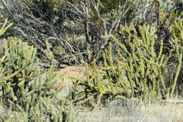 Image de Cylindropuntia bernardina