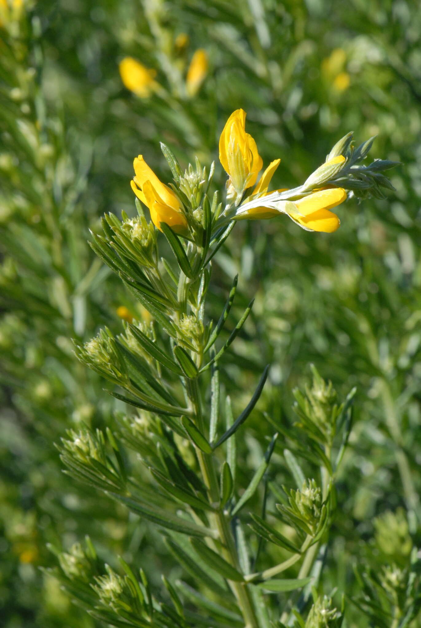 Image of Mediterranean broom