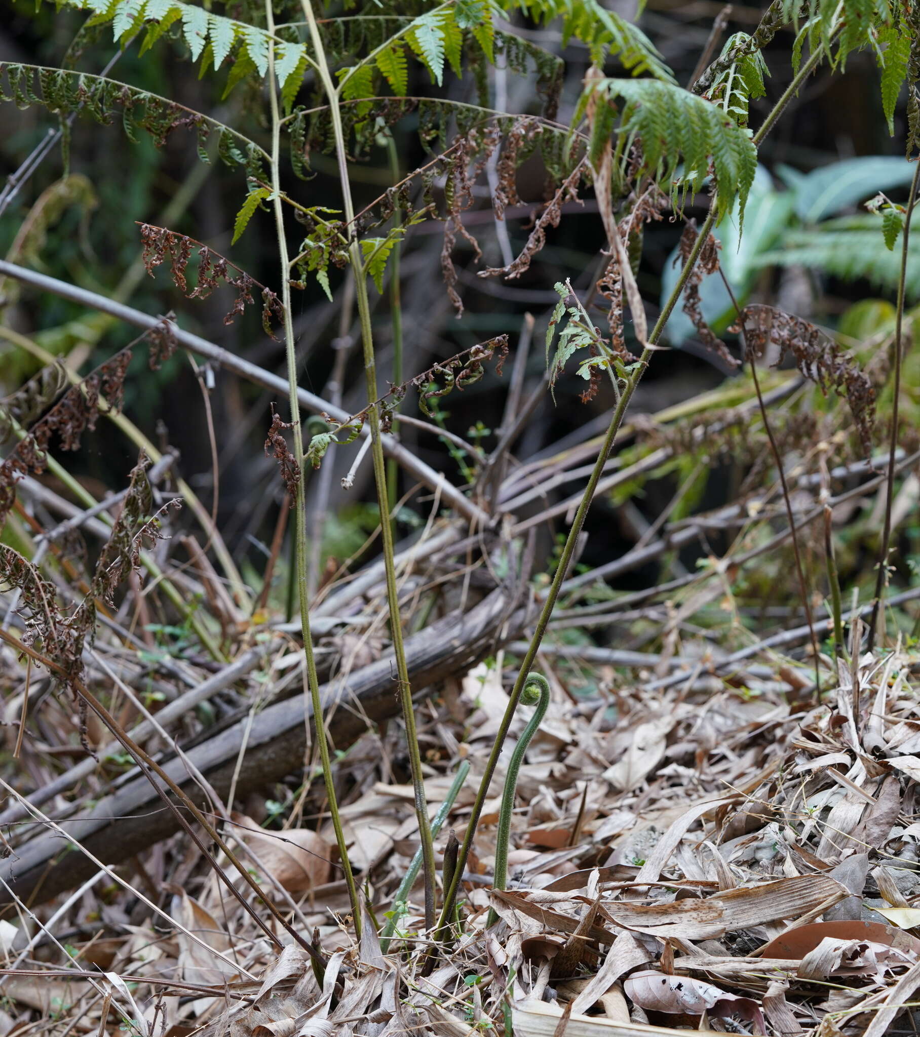 Image of Limp-Leaf Fern