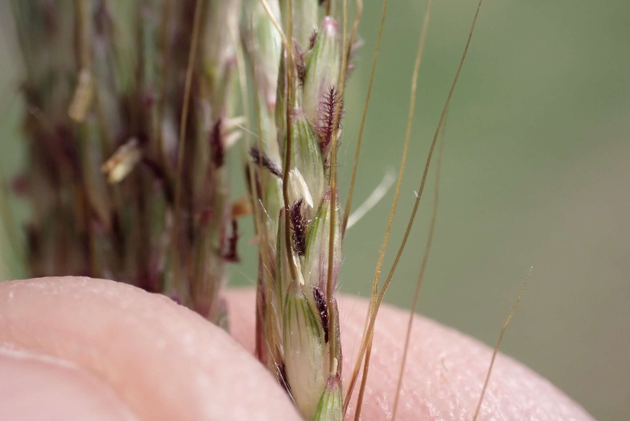 Imagem de Dichanthium annulatum var. annulatum