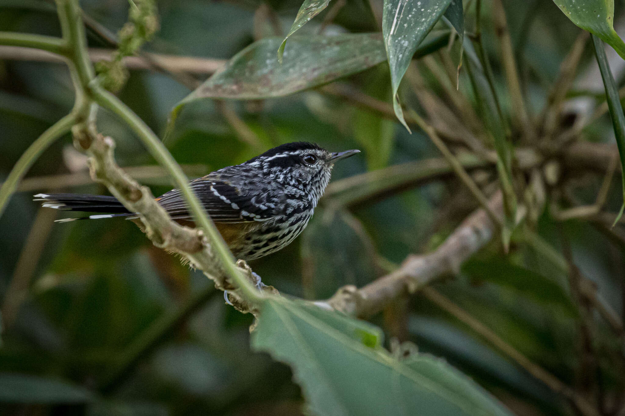 Image of Ochre-rumped Antbird