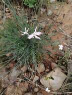 Image of Dianthus mooiensis subsp. mooiensis