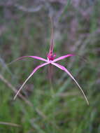 Image of Caladenia harringtoniae Hopper & A. P. Br.