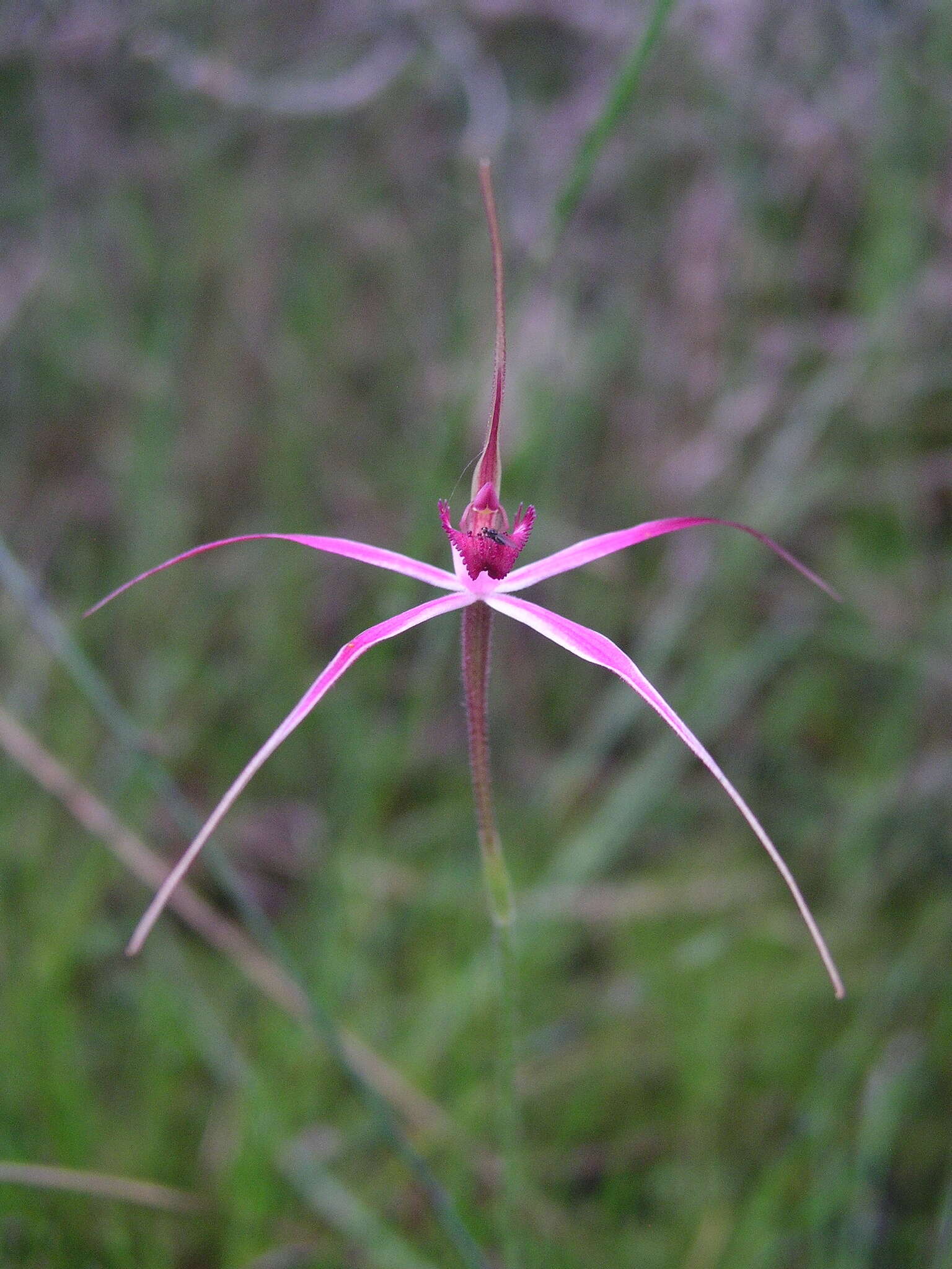 Image of Caladenia harringtoniae Hopper & A. P. Br.