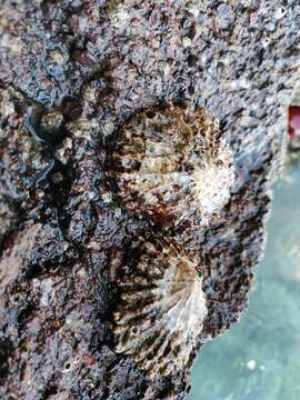 Image of ribbed Mediterranean limpet