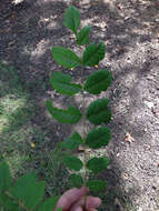 Image of Golden-rain tree