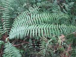 Image de Dryopteris affinis subsp. affinis